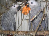 Жако и Амазоны птенцы выкормыши говорящие от заводчика / Тула